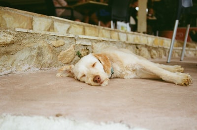白色和棕色短涂层狗躺在混凝土地板上白天